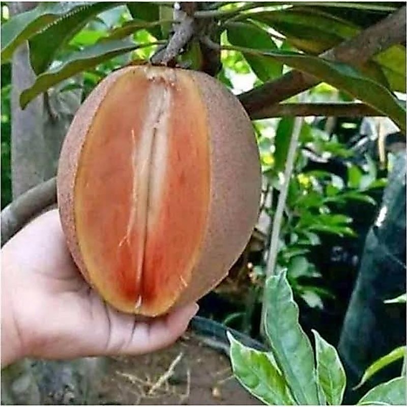 bibit sawo jumbo cepat berbunga dan berbuah live
