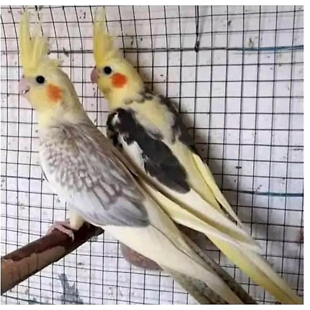 Burung parkit Auusie/Falk Sepasang Siap ternak/breeding