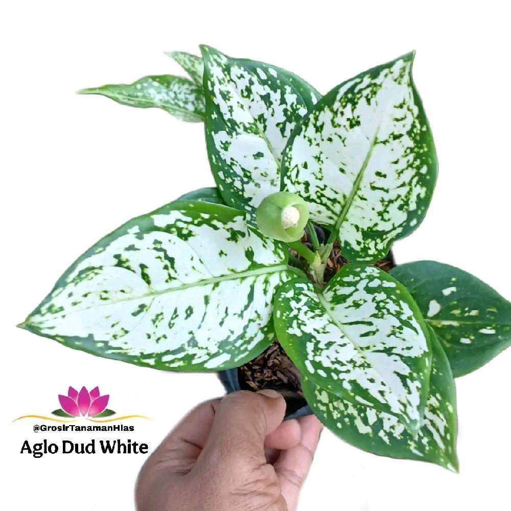 Aglaonema Dud White / Aglonema Anjamani Dud White