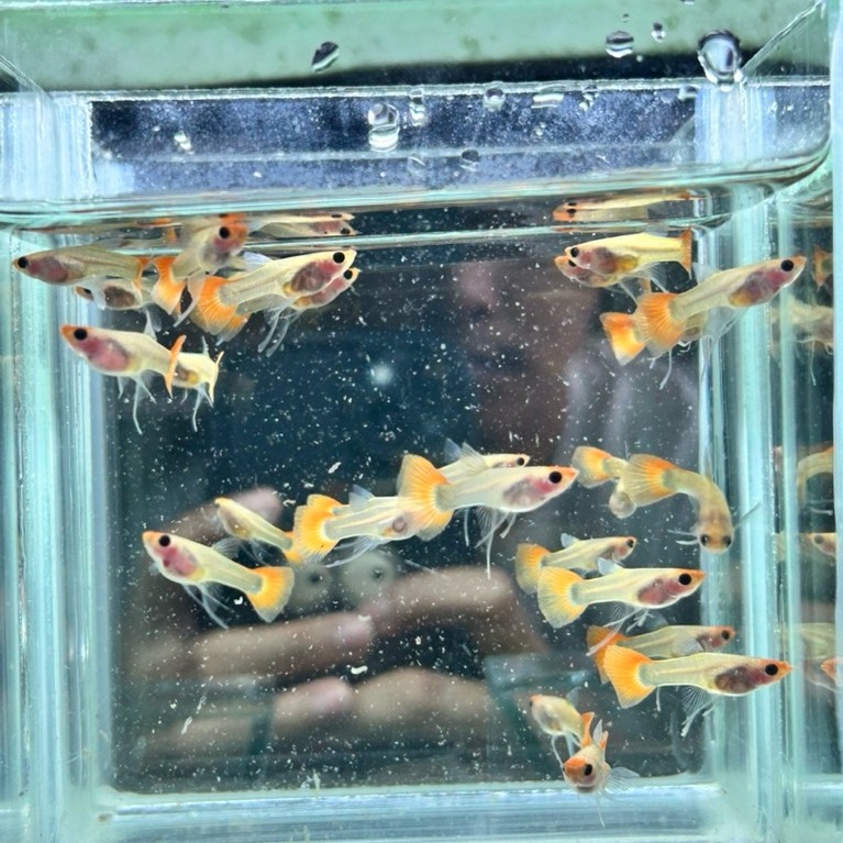 pembersih guppy Wild koi glassbelly ribon/normal
