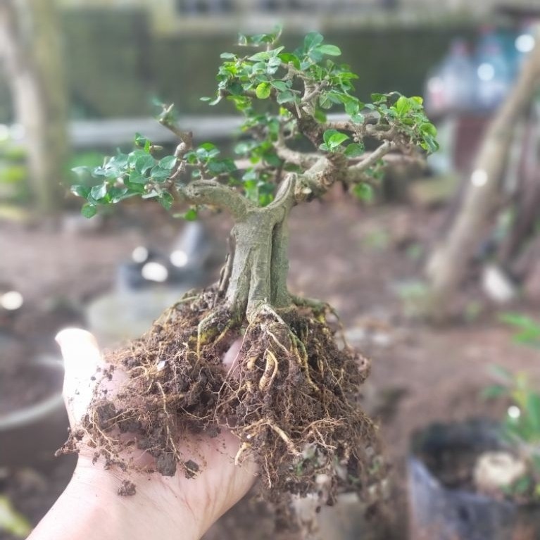 bonsai mame serut