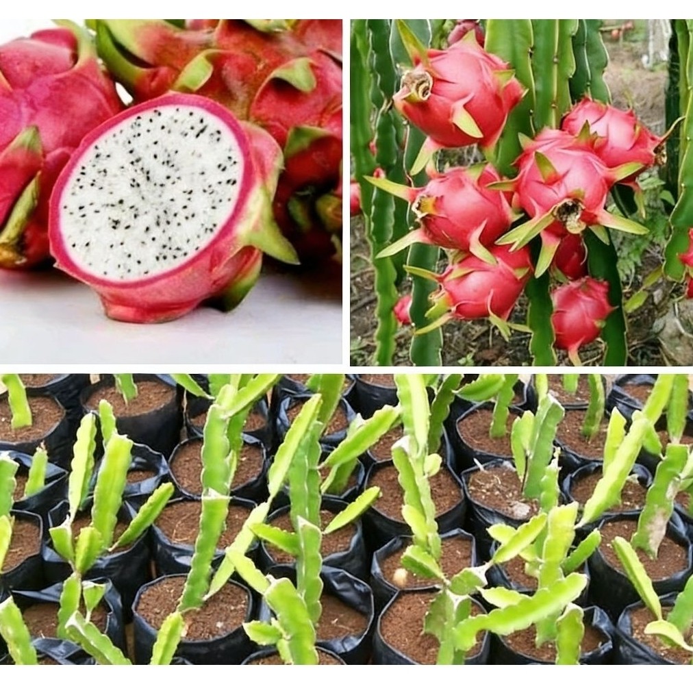 Bibit Buah Naga Putih Super