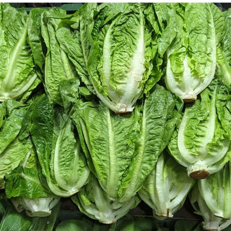 Lettuce Romaine / Selada Romaine segar - Kualitas terjamin.