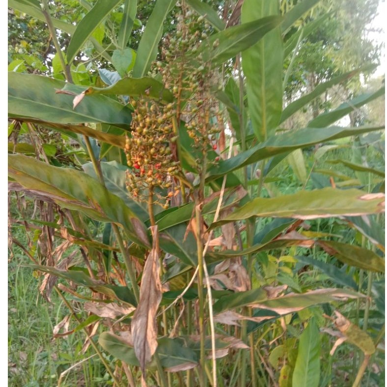 buah lengkuas kering