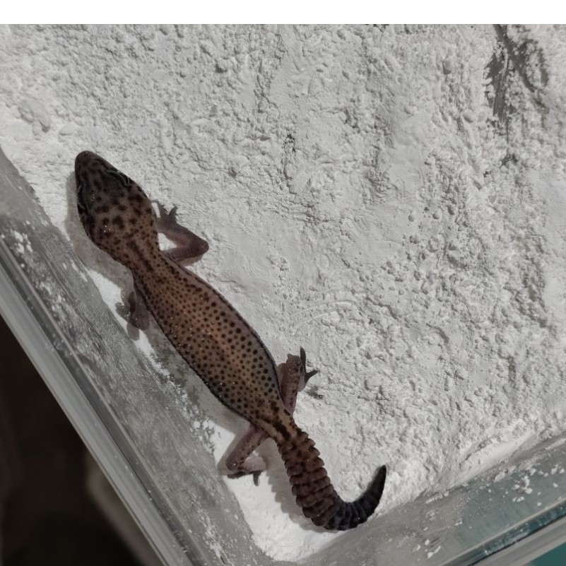 mainan aft african fat tailed gecko patty het oreo female