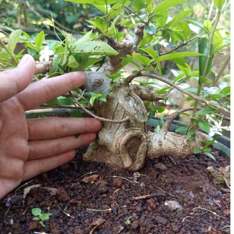 Bonsai anting putri tahapan prokar size besar bogel
