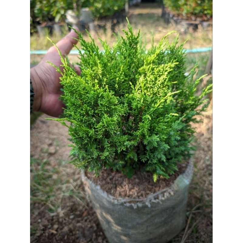 Bonsai Cemara Sargentii Itoiga - Sargenti Jarum - Bahan berkarakter Unggulan     Berkualitas