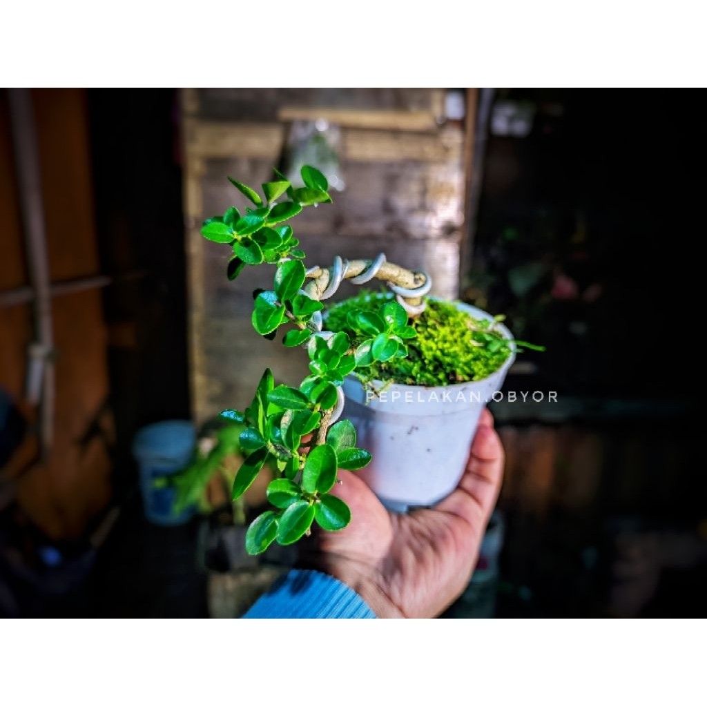 Bonsai Mini Sancang Premna Microphylla Original Real Karakter Semi Cascade Karakter bonsai menurun  