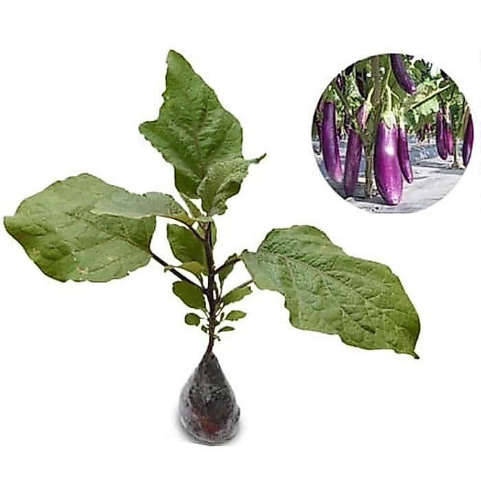 Jual bibit terong ungu bibit terong ungu