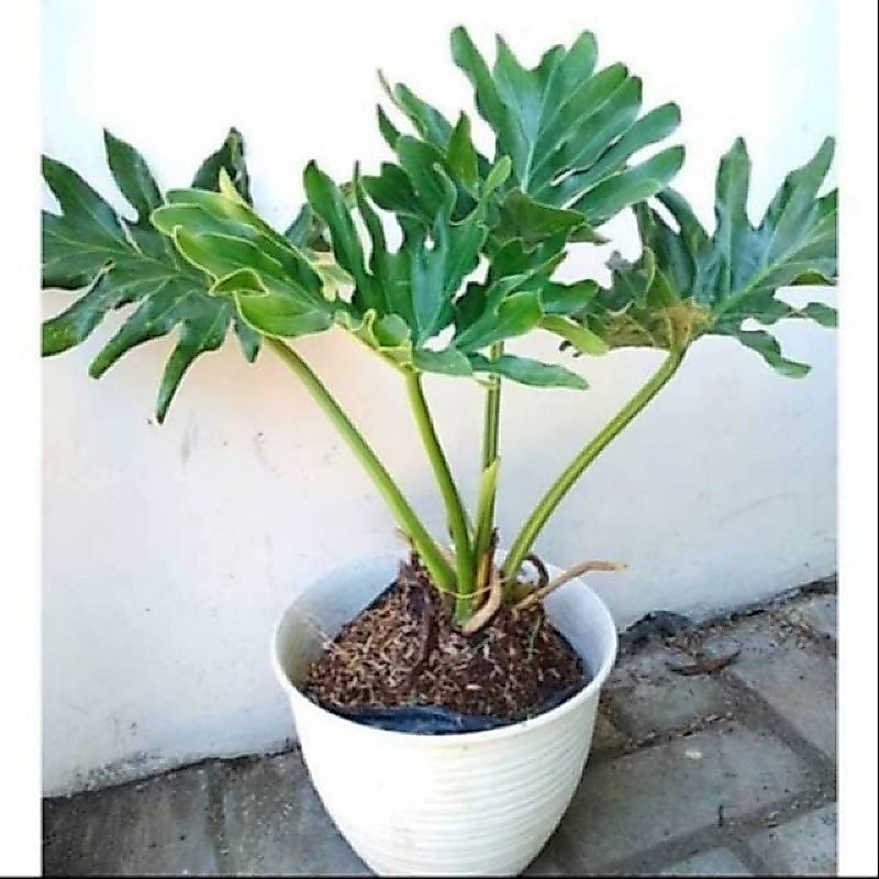Tanaman Hias Philo Jari - Tanaman Hias Philo Dendron