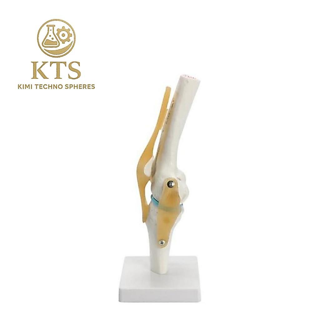 Alat Peraga Sendi Lutut | Anatomi Sendi Lutut Knee-joint Termurah