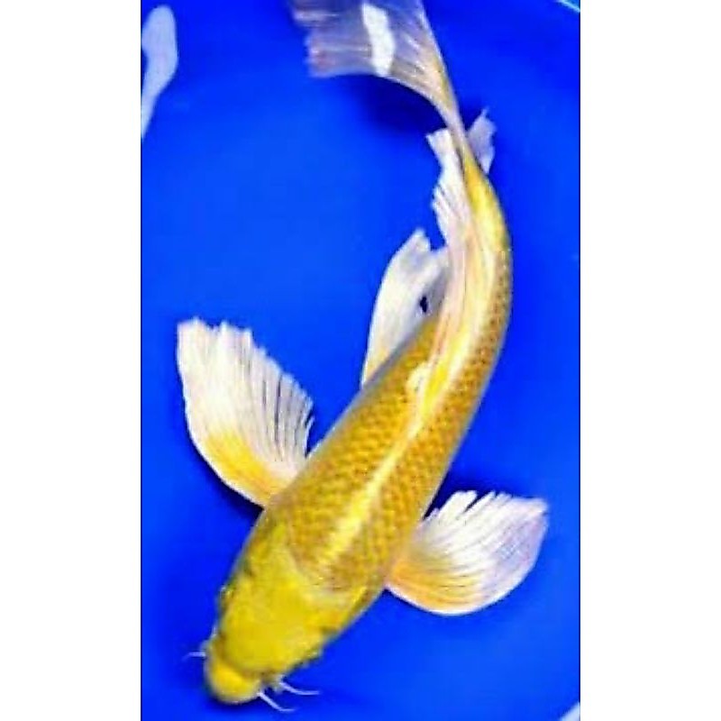 slayer ogon ukur 14-18cm kumpay indah