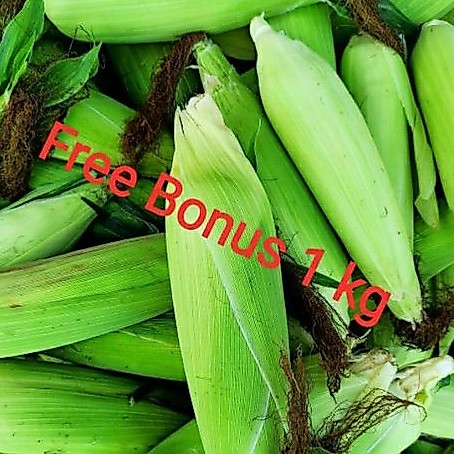 Jagung Manis Utuh 1 kg + Gratis Bonus
