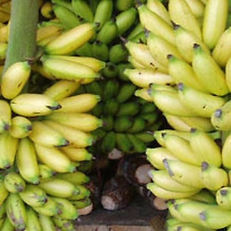 Pisang Lampung /1 Tandan