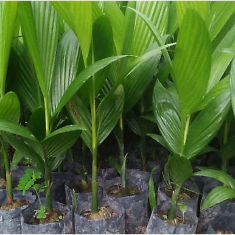 bibit pinang betara 100%asli paket isi 20bbit