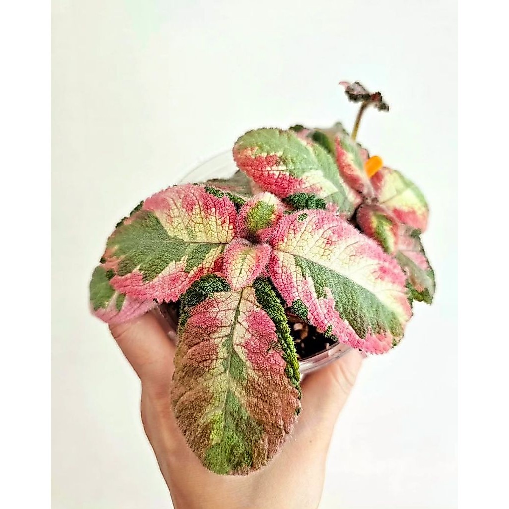 Episcia Picaso / Episcia pink hijau
