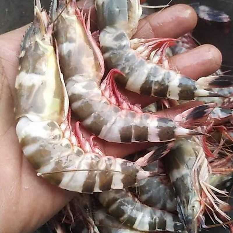Udang segar fresh/ udang windu segar/ udang laut segar