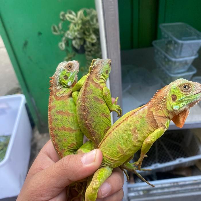 Ready Reptil - red iguana baby - baby super red iguana - iguana red - Grade B baby, Betina