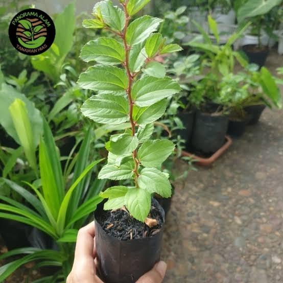 bibit tanaman bidara arab sidr asli - pohon bidara arab sidr