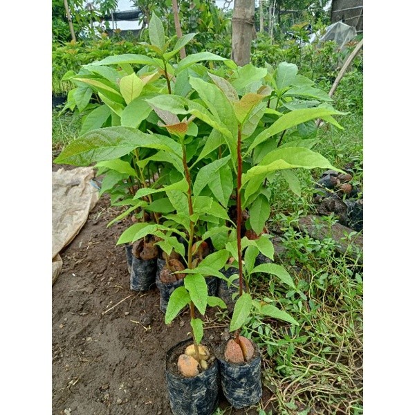 Paket 5 Bibit Tanaman seedling alpukat | cocok untuk yang mau belajar samcuk/okulasi alpukat | cod b