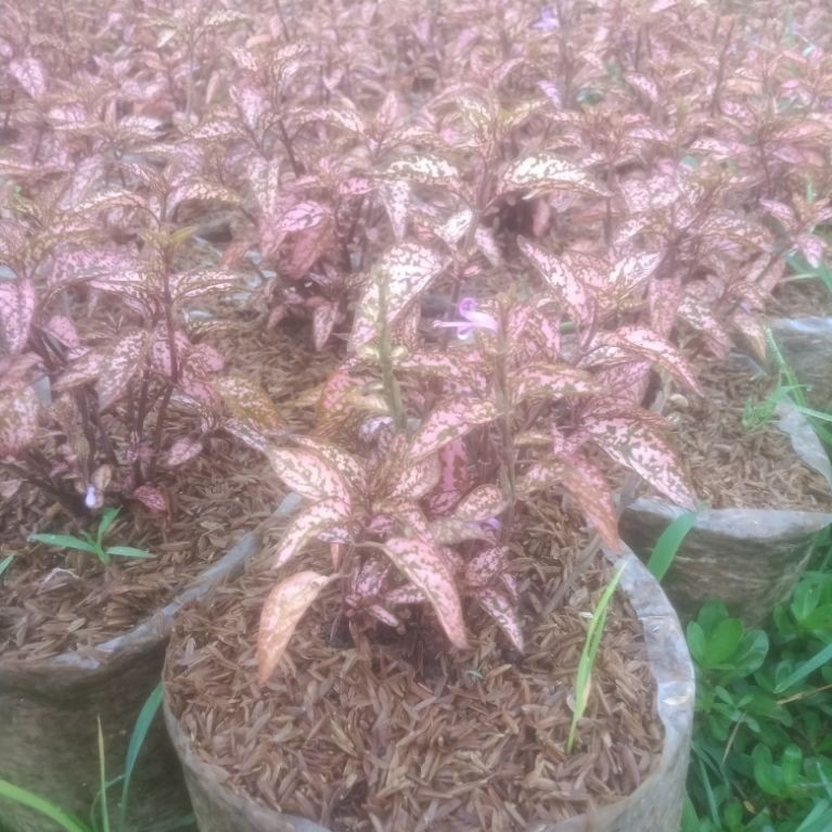 tanaman hias hipoestes pink