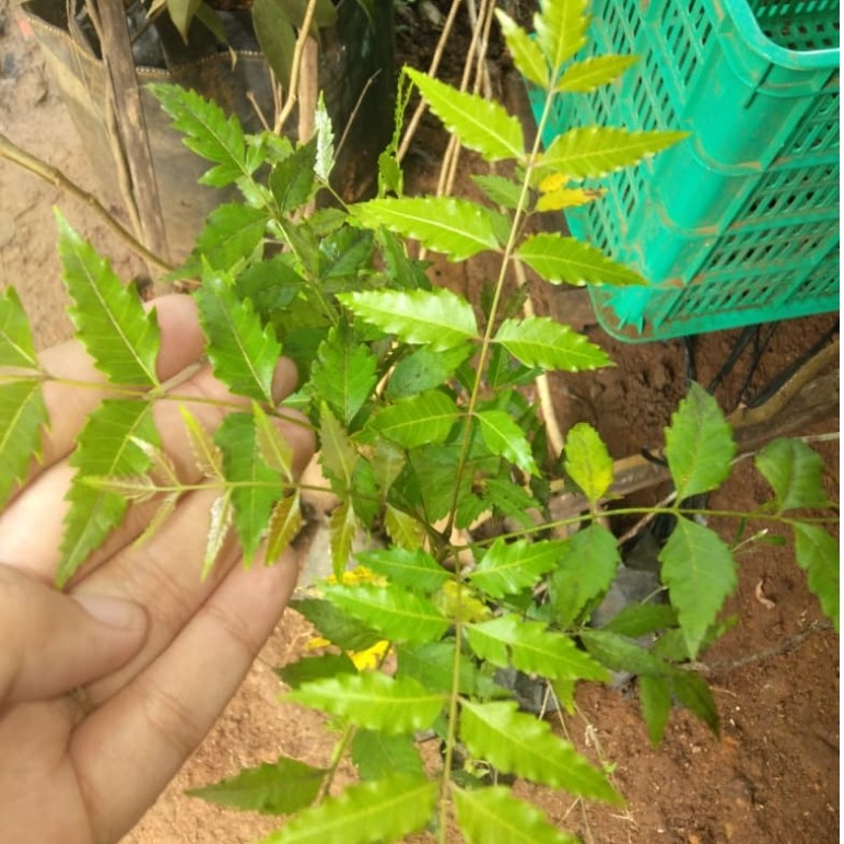 Bibit Tanaman Mimba/Mimbo - Tanaman Obat Tradisional - Harga Murah