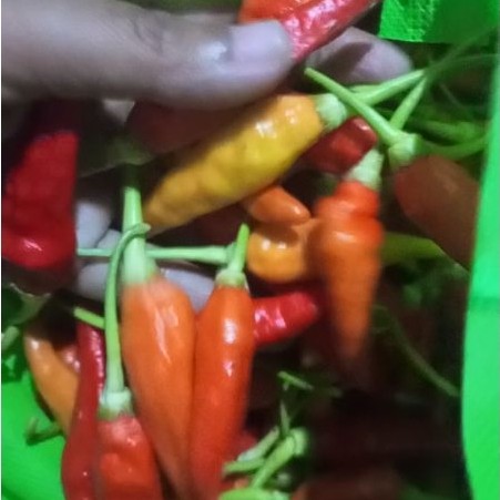 Cabai lombok rawit merah 1kg