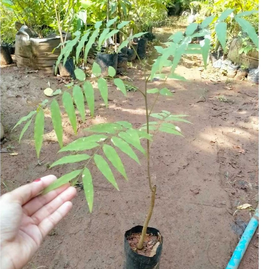 Bibit tanaman Lerak - Bahan Sabun alami - Banyak Di beli