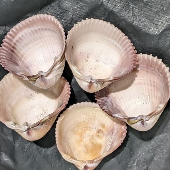 Cangkang kerang hias/cangkang kerang laut koleksi