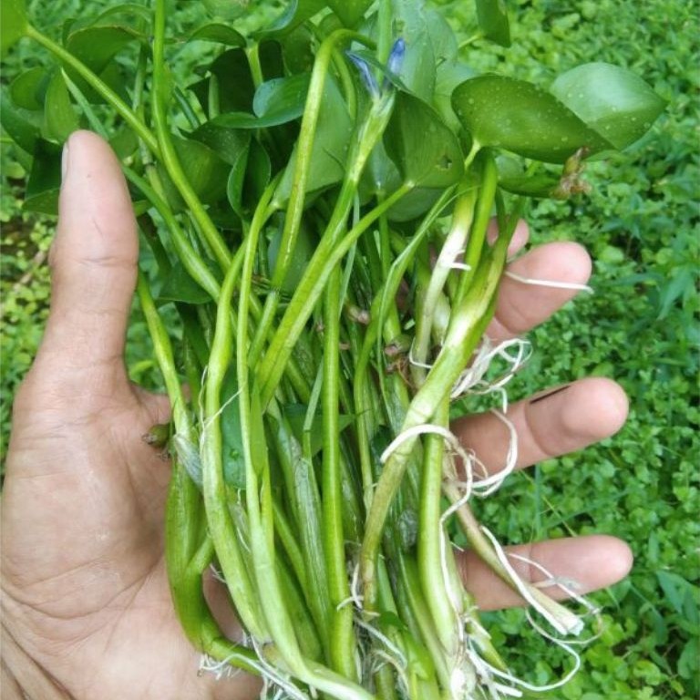 Kebun Rifai - Sayuran eceng Segar 250gr