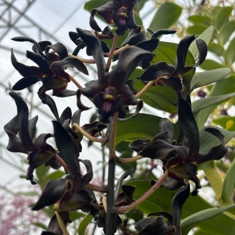 Seedling Anggrek Dendrobium Keriting Black Papua