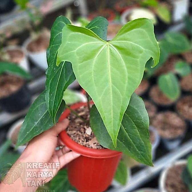 Tanaman hias anthurium pterodactyl - Anthurium prodactyl