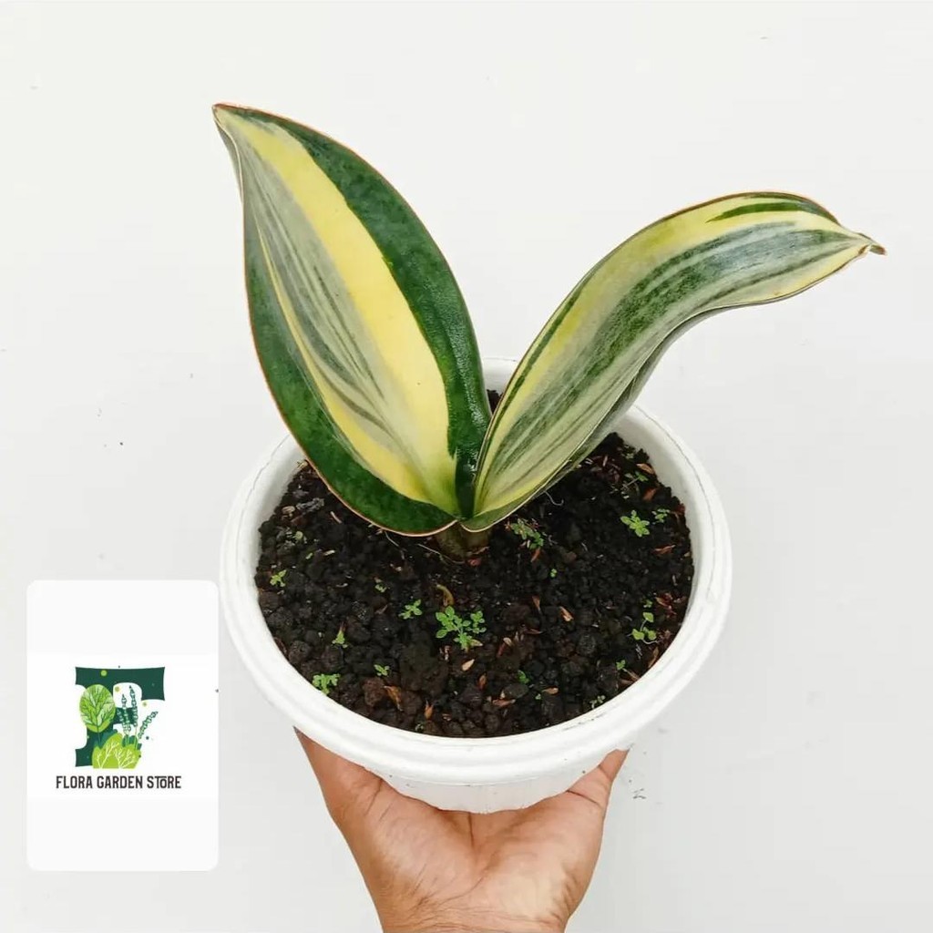 PROMO Tanaman hias sensivera masoniana - masoniana variegata - Sensivera