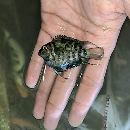 dekorasi Ikan blue polar size remaja dan indukan