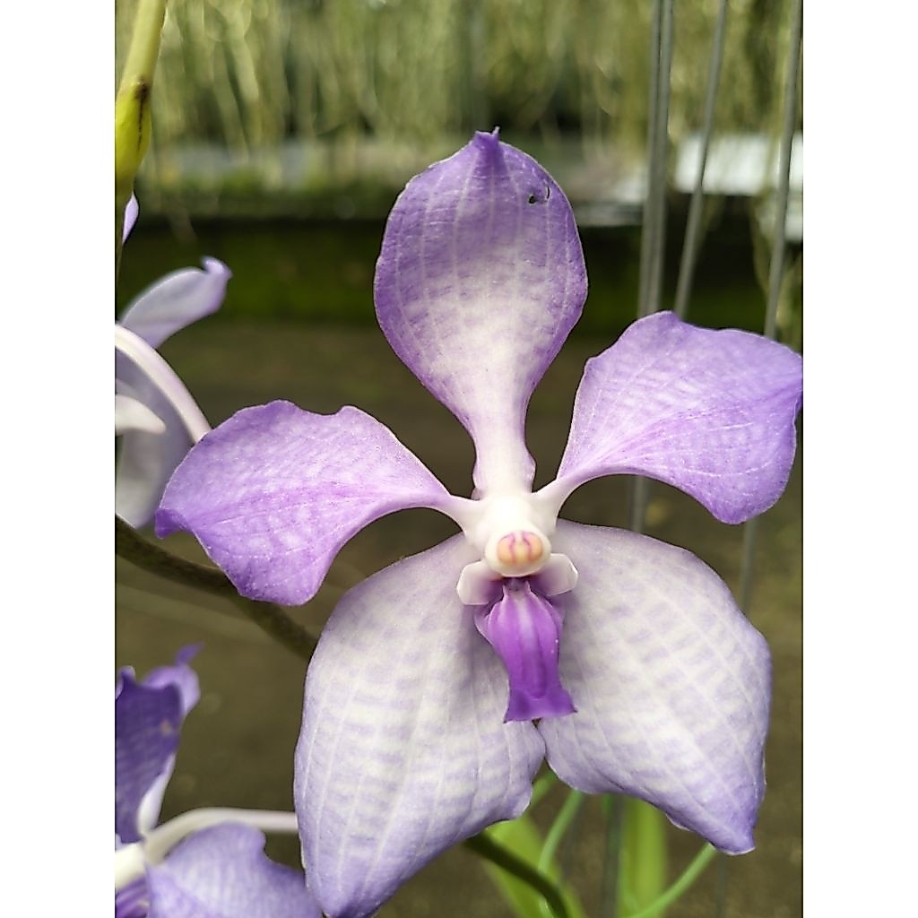 Vanda dewasa id Coerulea