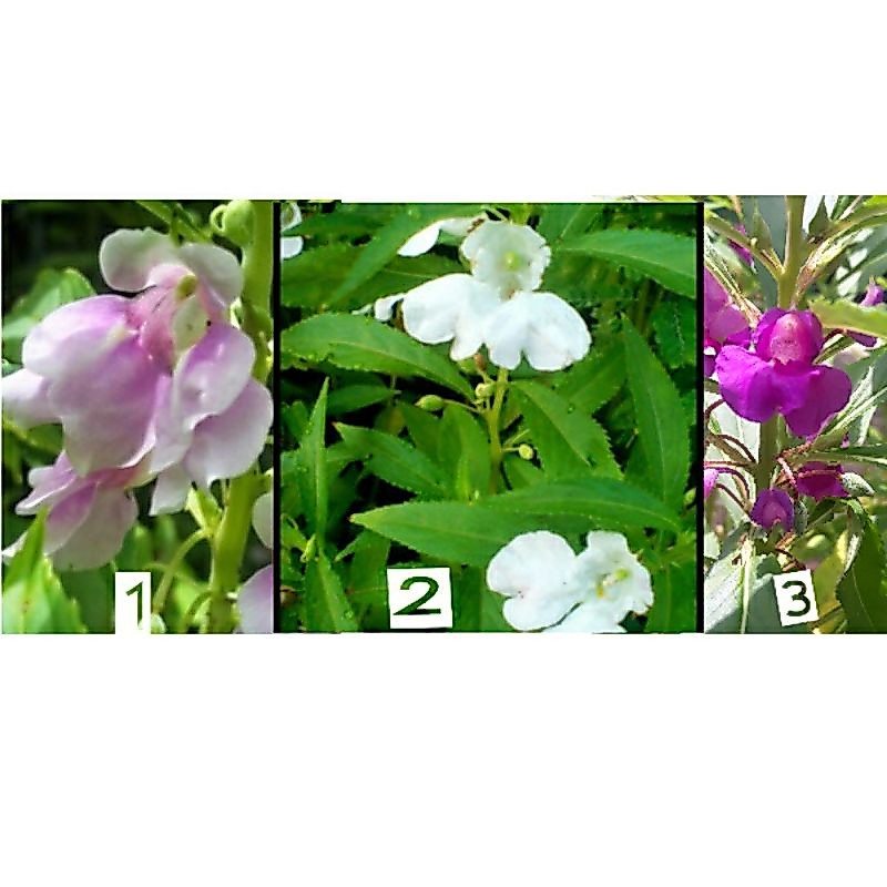 Benih bunga pacar air 30 biji / rose blossom tanaman hias