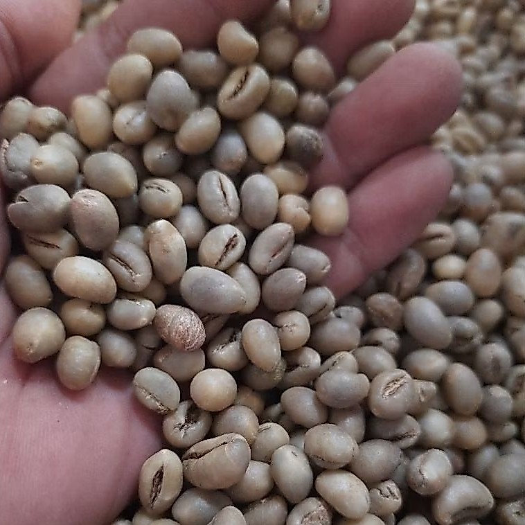 Green Bean Peaberry Kopi Lanang Robusta Dampit 1 Kg