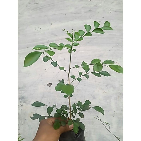 bibit bonsai kemuning jepang