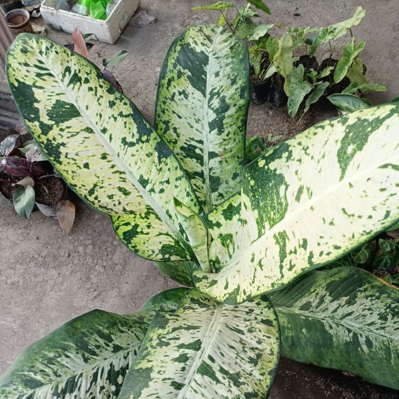 Tanaman hias diven galaxy super jumbo     Berkualitas