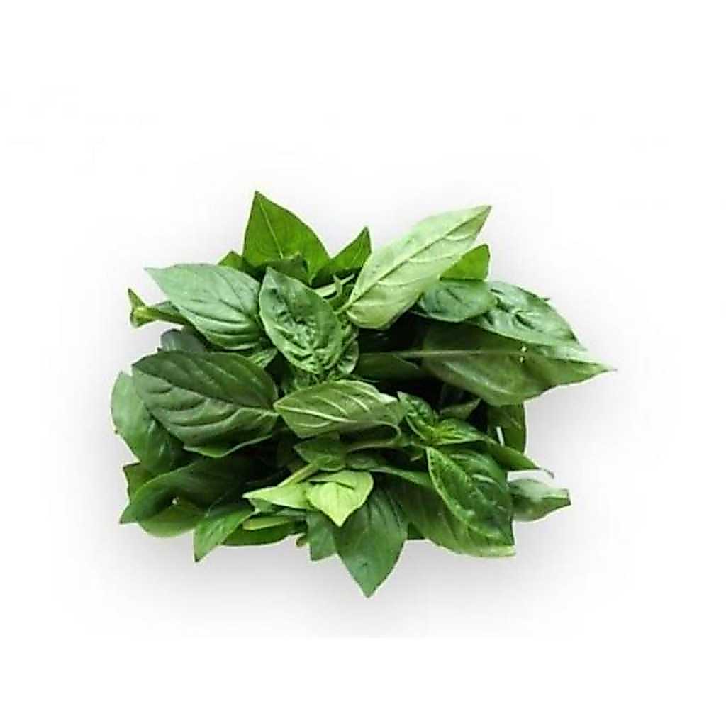 Daun basil, daun basil fresh, daun basil segar