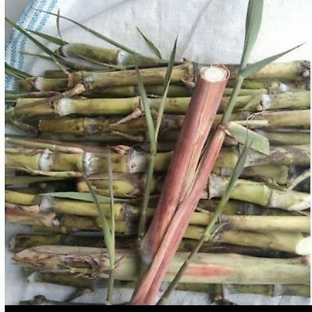 BIBIT TERUBUK TEBU TELOR 10 PCS