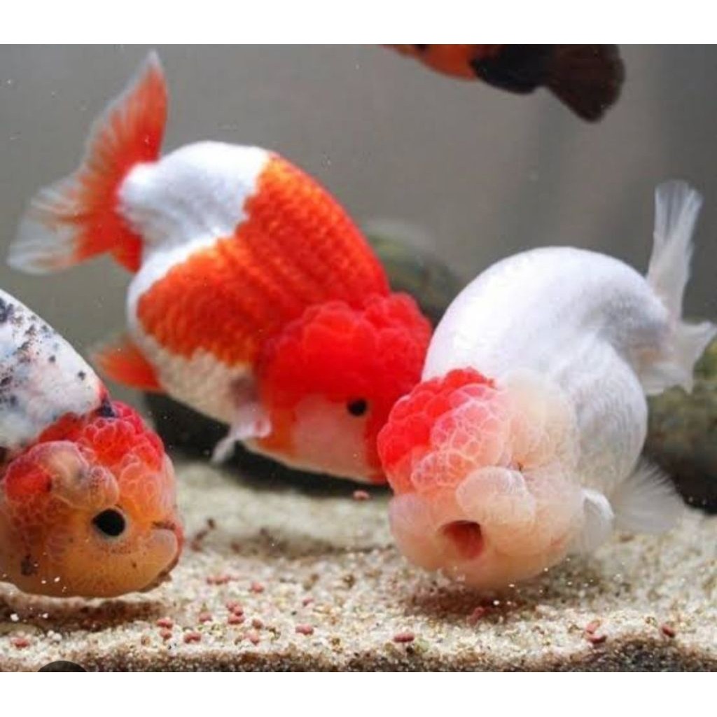 rancu calico / Rw merah putih 10-12cm