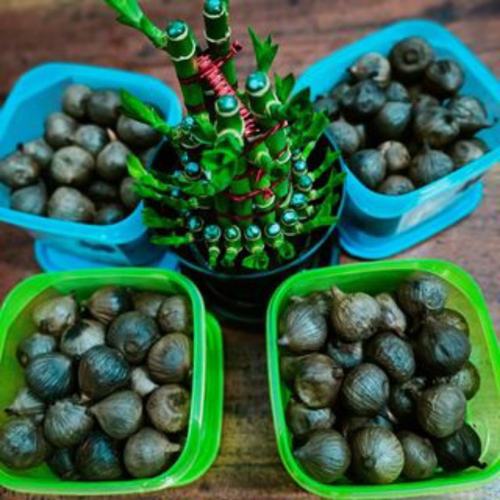 BAWANG HITAM TUNGGAL 1 KG