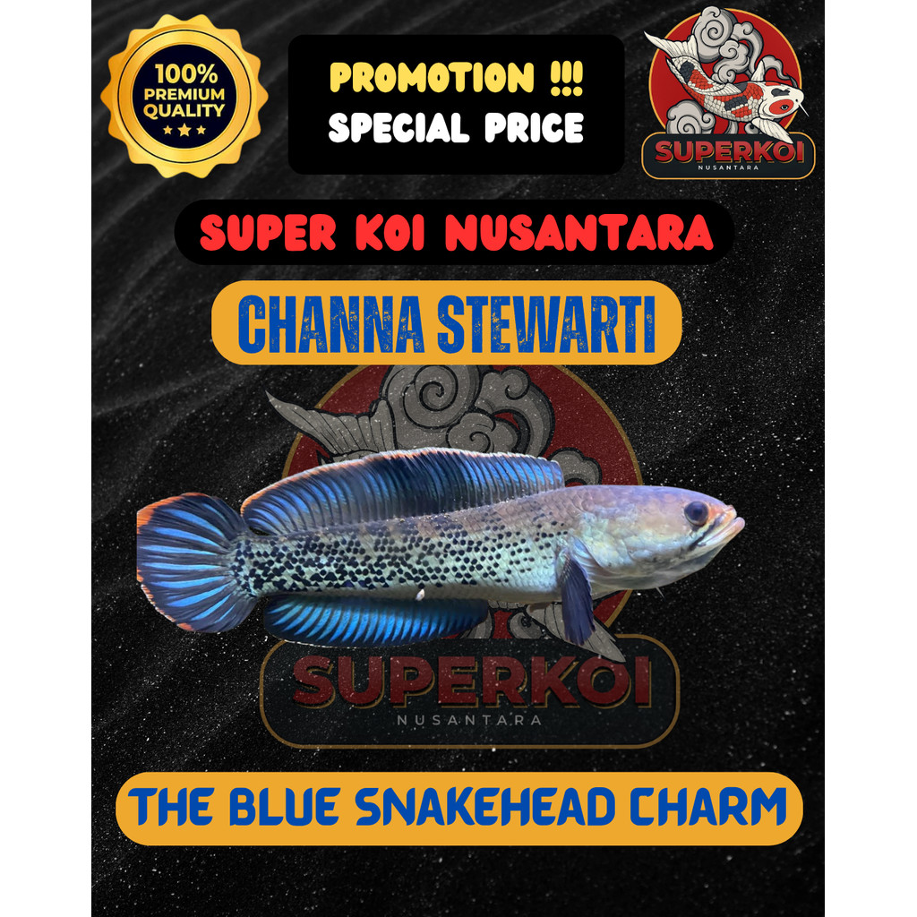 Ikan channa stewarti karbialong indukan premium grade A full dot dan gondrong CHANNA