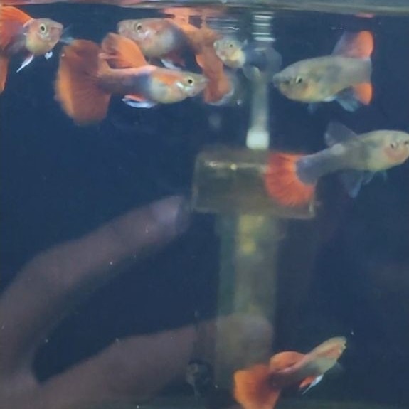 Guppy HB red