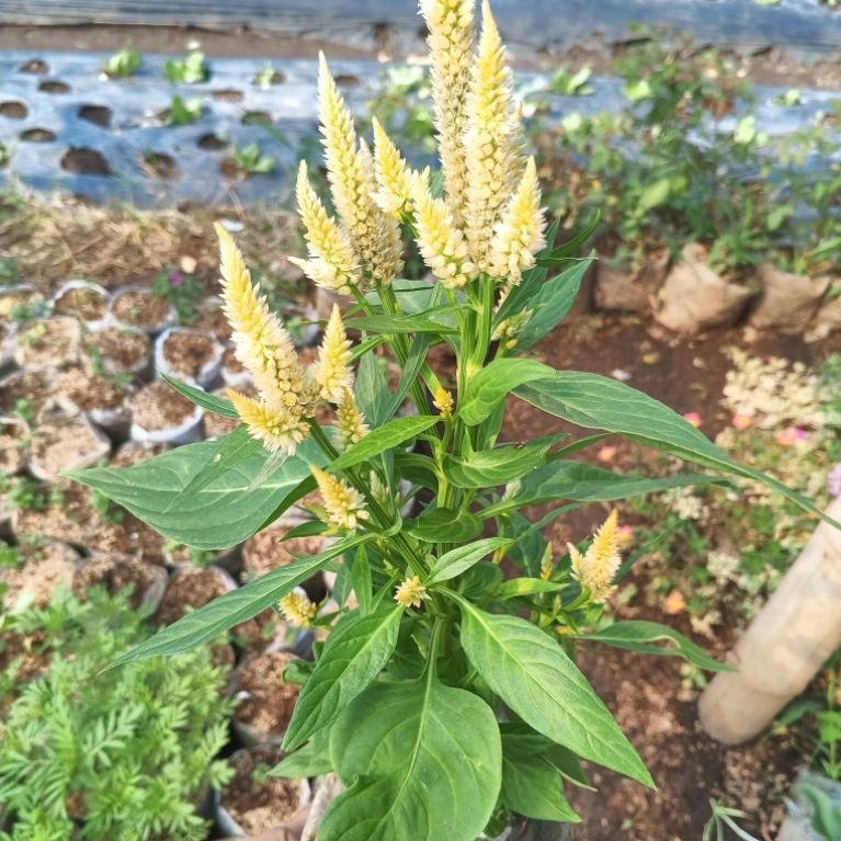 tanaman bunga celosia