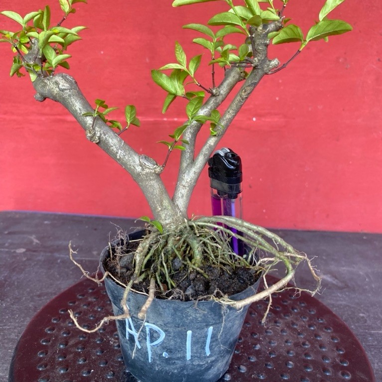 Bahan bonsai bunga anting putri Ap 11