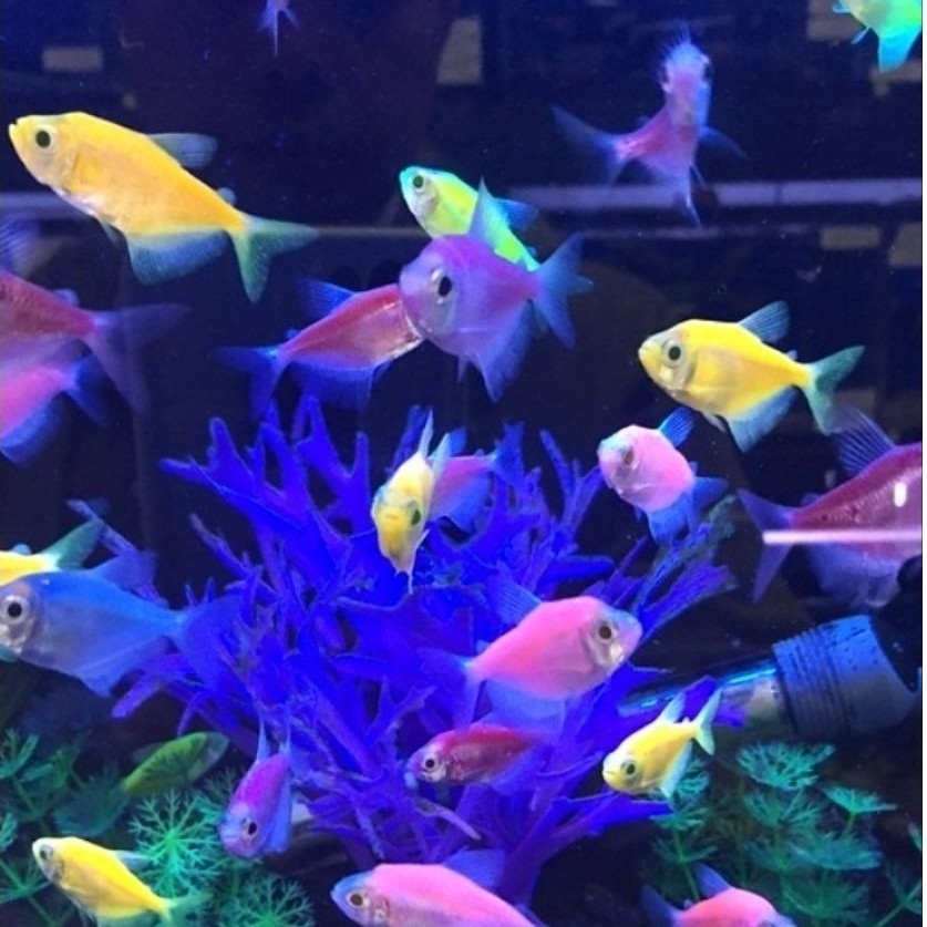 glow fish