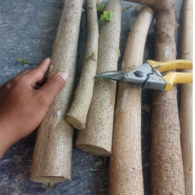 bahan bonsai curting sancang ori jumbo