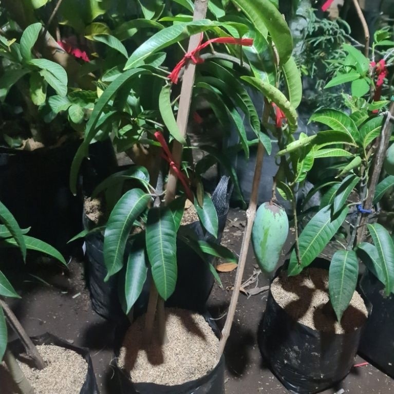 Mangga Kiojay Berbuah